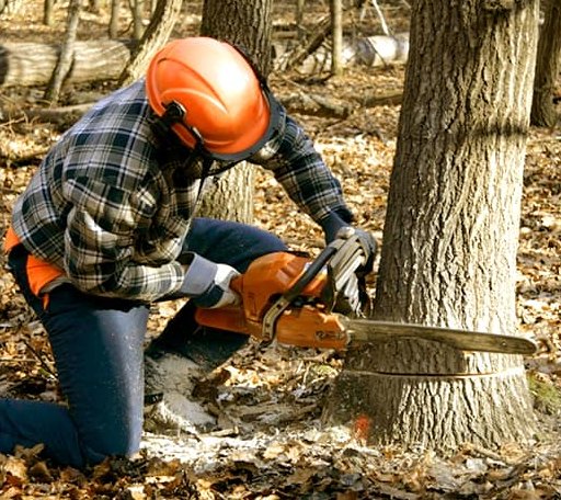 Tree Removal in Caspar, CA
